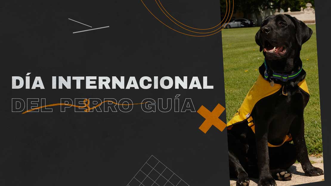 PERRO GUIA MEDIANO