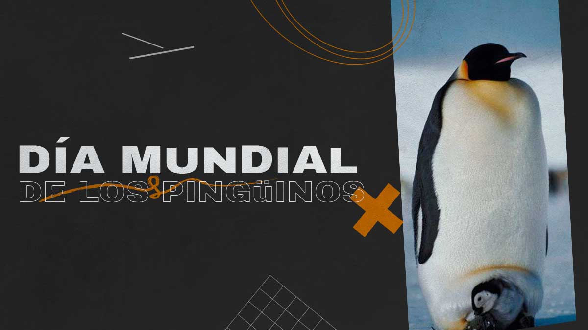 MUNDIAL DE LOS PINGUINOS