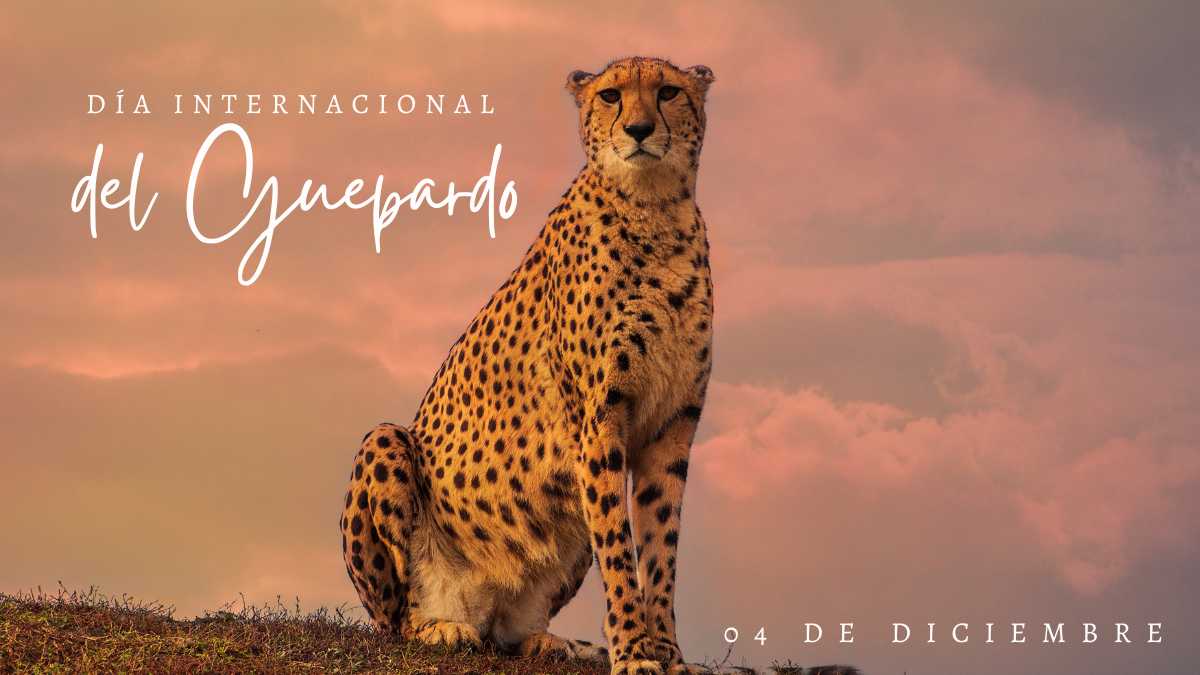04 de diciembre D&iacute;a Internacional del Guepardo