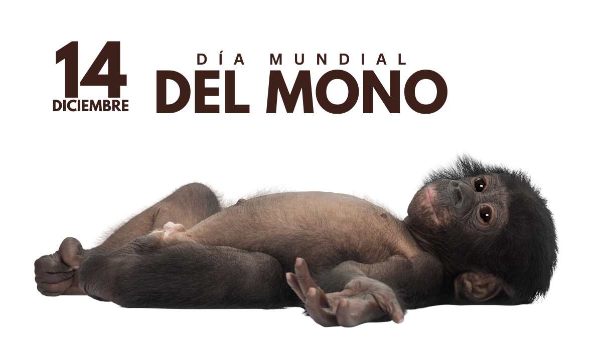 14 de diciembre D&iacute;a Mundial del Mono
