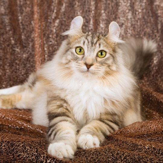 AMERICAN CURL GATO REVISTA MARKETING
