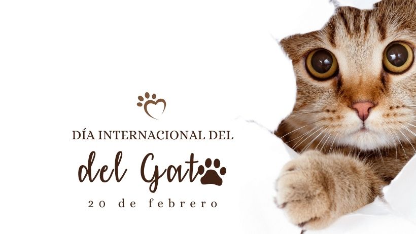 Día Internacional del Gato