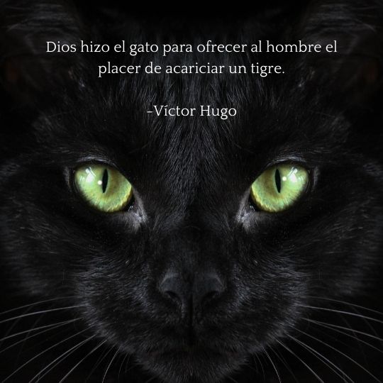 FRASES GATOS DIA INTERNACIONAL DEL GATO REVISTA MARKETING