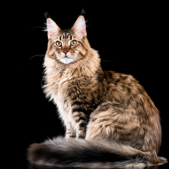 MAINE COON GATO REVISTA MARKETING