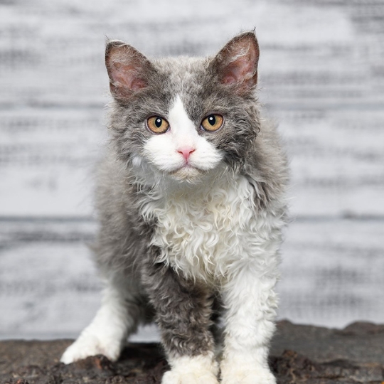 SELKIRK REX REVISTA MARKETING