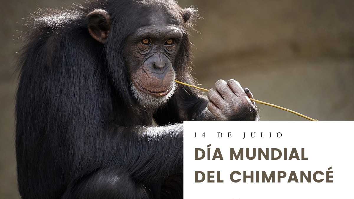 14 de julio D&iacute;a Mundial del Chimpanc&eacute;