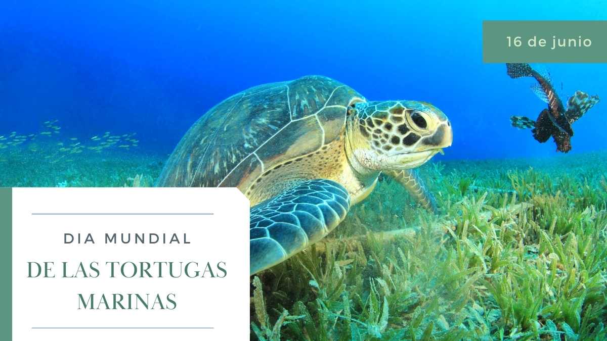 Día Mundial de las Tortugas Marinas