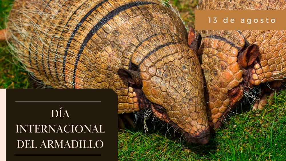 Día Internacional del Armadillo 