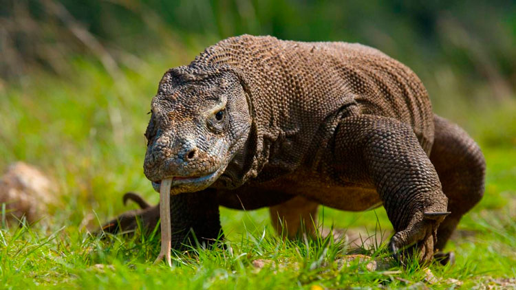 14 de agosto Dia Mundial del Lagarto en Revista Marketing
