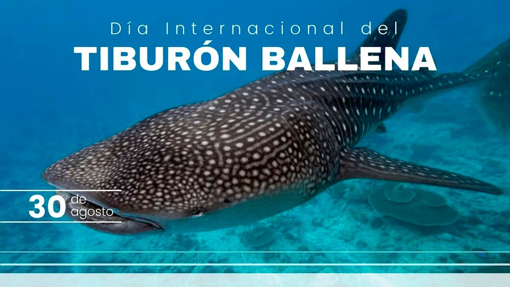 Día Mundial del Tiburón Ballena