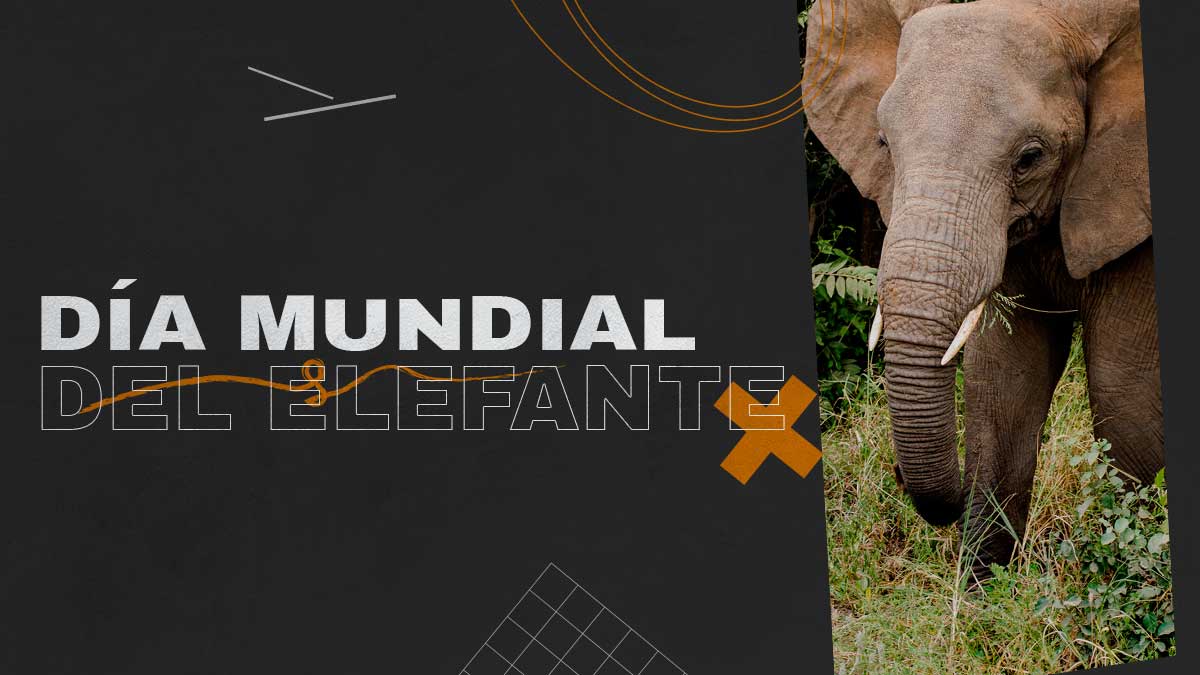 DIA MUNDIAL DEL ELEFANTE EN REVISTA MARKETING