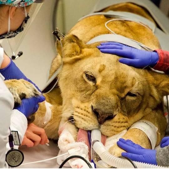 DIA DEL MEDICO VETERINARIO ANIMALES SALVAJES
