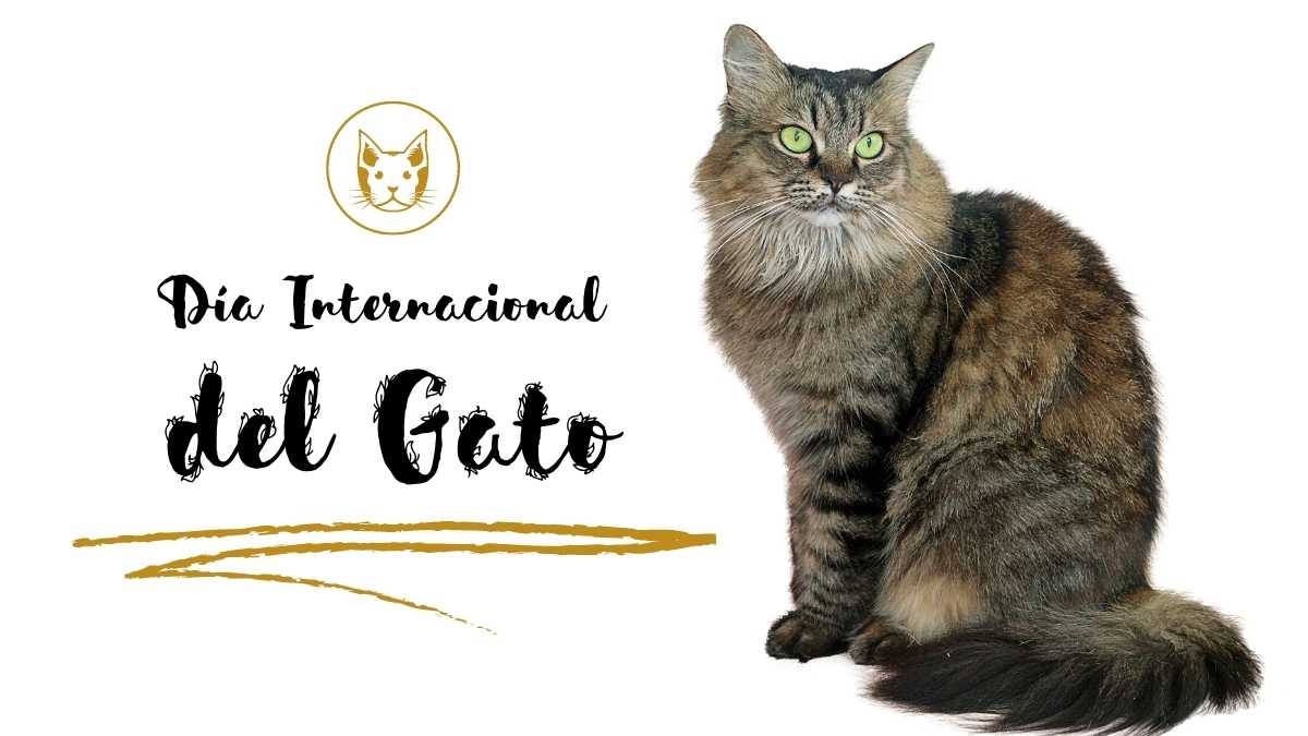 08 de agosto D&iacute;a Internacional del Gato