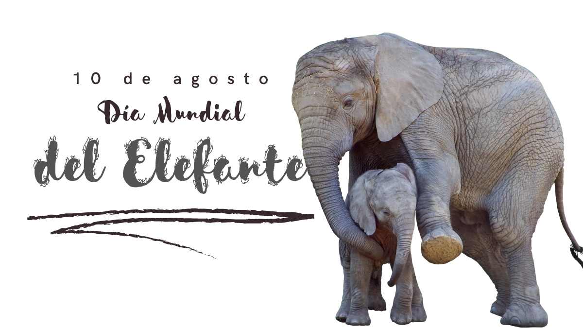 Día Mundial del Elefante