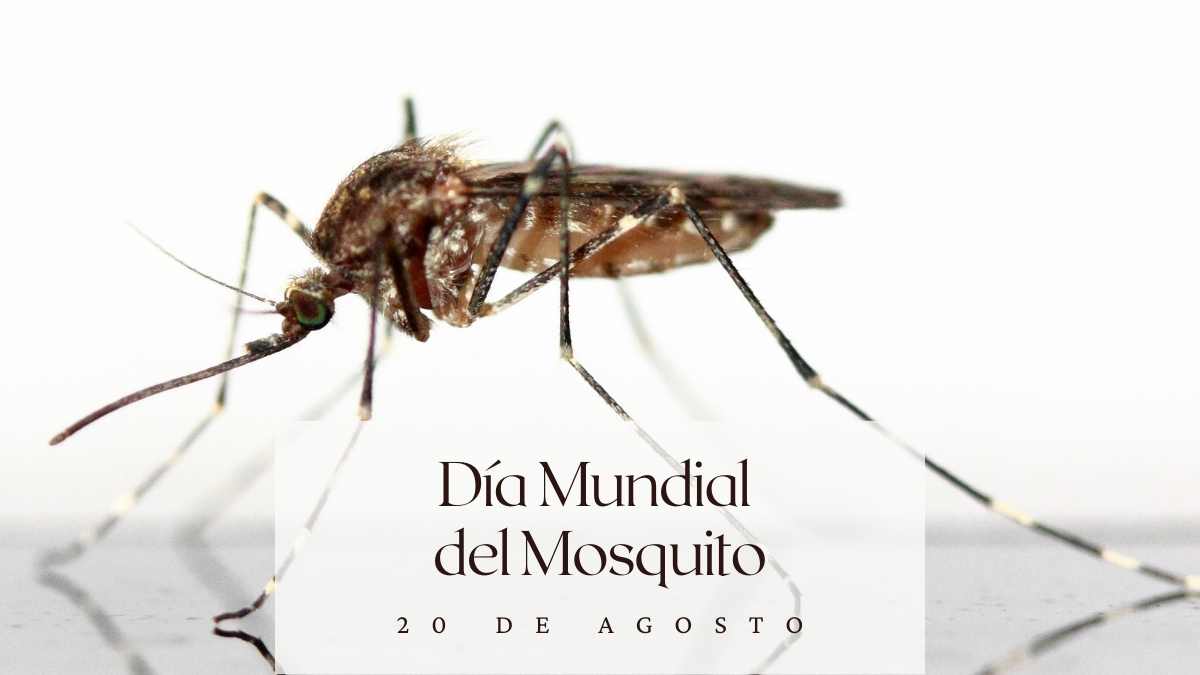 Día Mundial del Mosquito