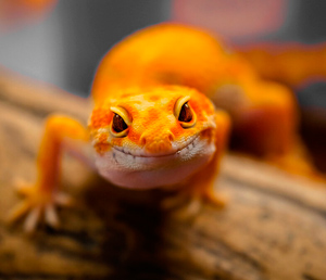 Día Mundial del Lagarto en Revista Marketing