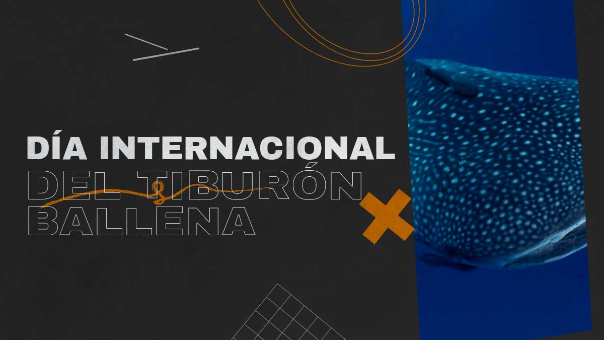 TIBURON BALLENA REVISTA MARKETING