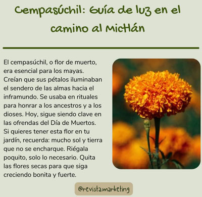 Cempasuchil en el dia de muertos
