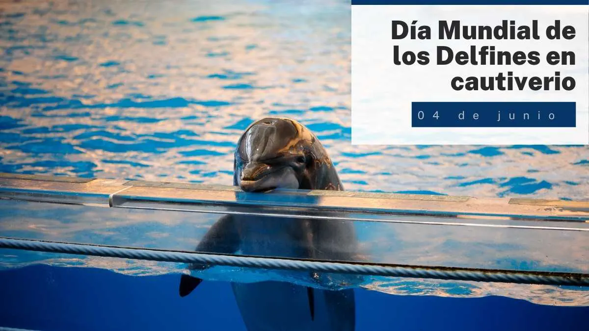04 de julio D&iacute;a Mundial de los delfines en cautiverio