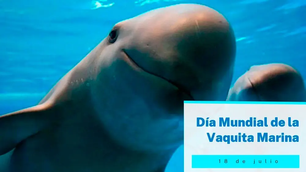 18 de julio D&iacute;a Mundial de la Vaquita Marina