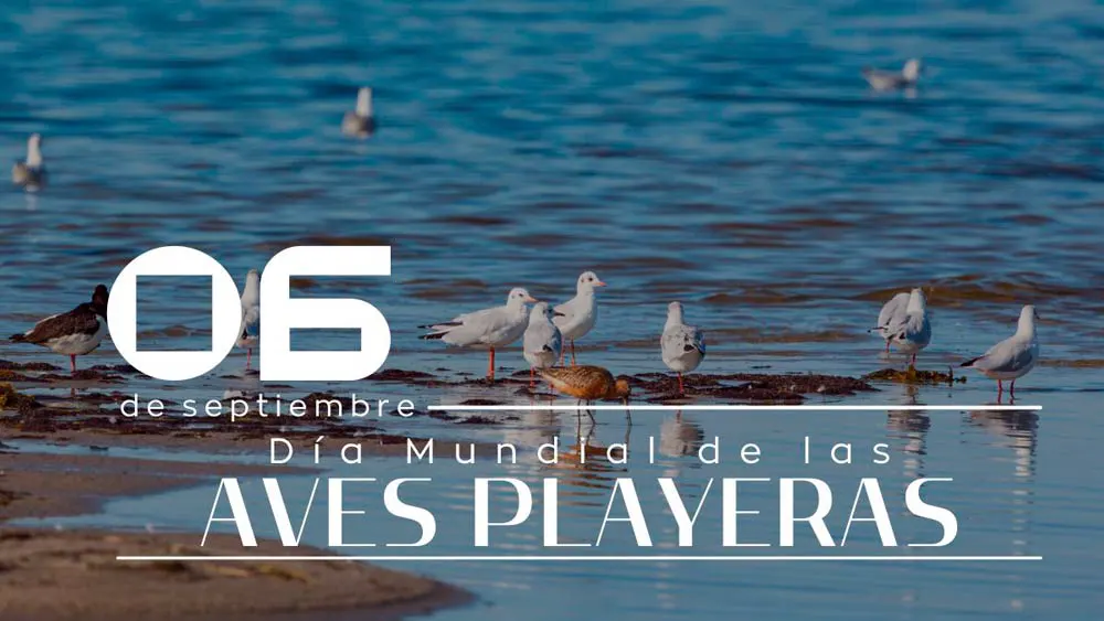 06 de septiembre D&iacute;a Mundial de las Aves Playeras